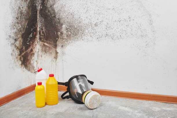 Certified Mold Removal in Ste Genevieve, MO