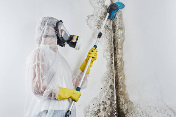 Best Residential Mold Removal  in Ste Genevieve, MO