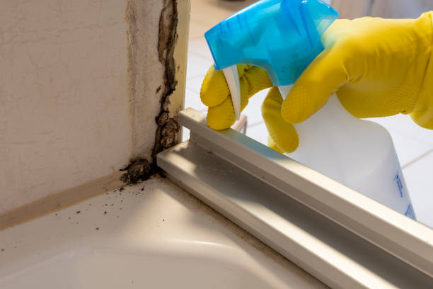 Best Black Mold Removal  in Ste Genevieve, MO