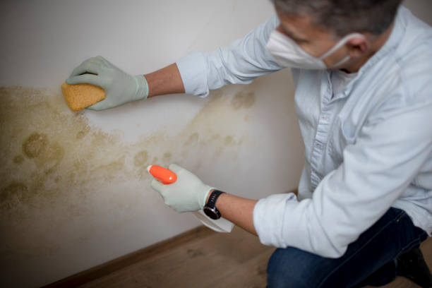 Best Fast Mold Removal  in Ste Genevieve, MO