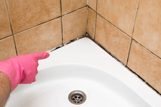 Attic Mold Removal in Ste Genevieve, MO